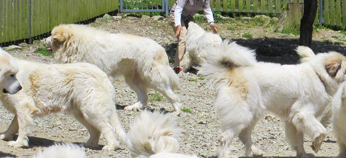 ホワイト犬とマーキング犬について グレートピレニーズの子犬販売ブリーダー スリーシスターズ