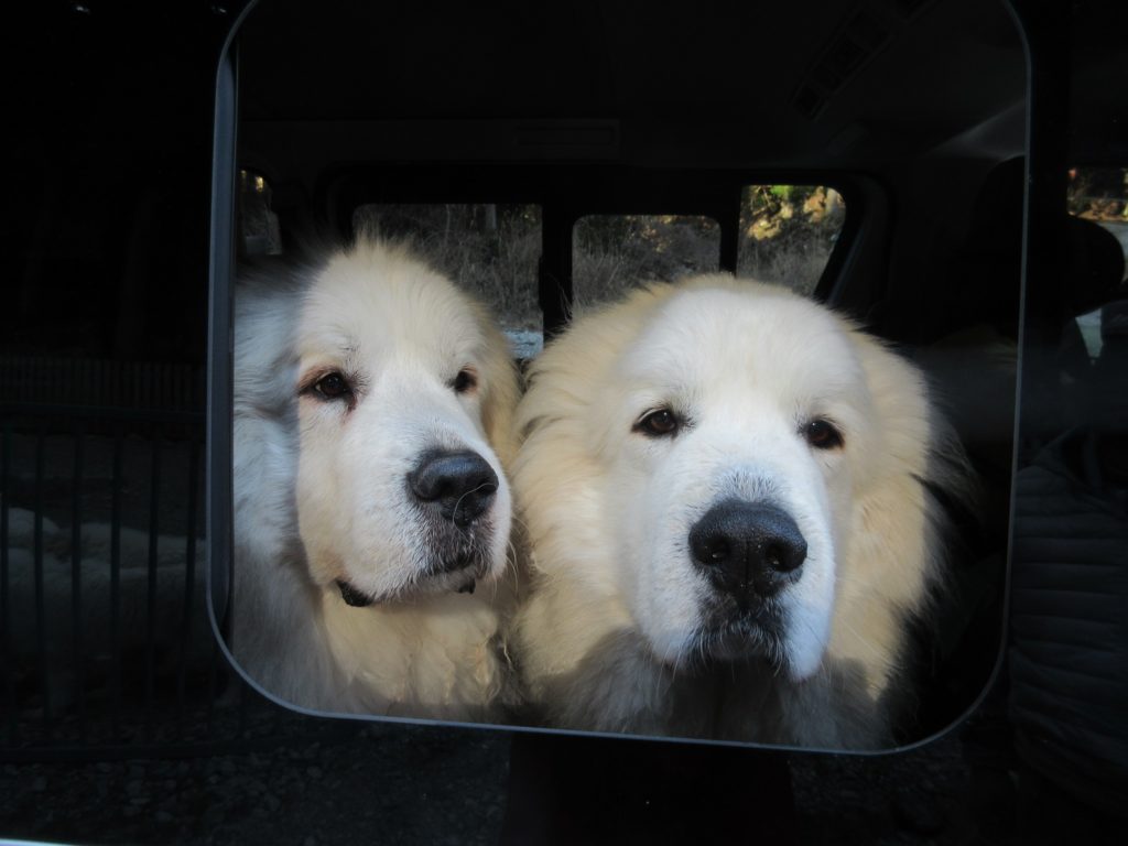 京都からお里帰りです グレートピレニーズの子犬販売ブリーダー スリーシスターズ