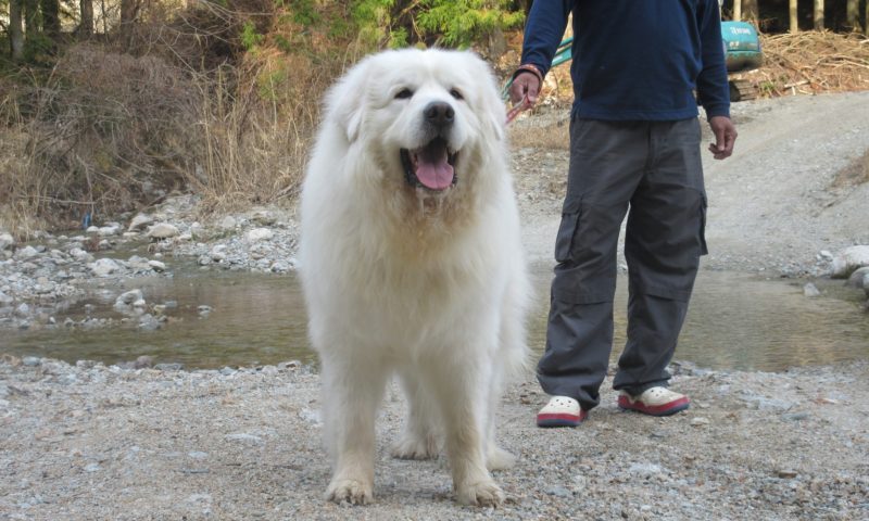 石川県よりクッキー君とリンちゃん兄妹のお里帰りです グレートピレニーズの子犬販売ブリーダー スリーシスターズ