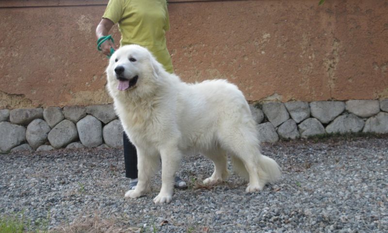 10月中頃に出産予定です グレートピレニーズの子犬販売ブリーダー スリーシスターズ