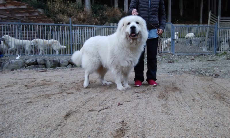 県内よりチャチャちゃんのお里帰りです グレートピレニーズの子犬販売ブリーダー スリーシスターズ