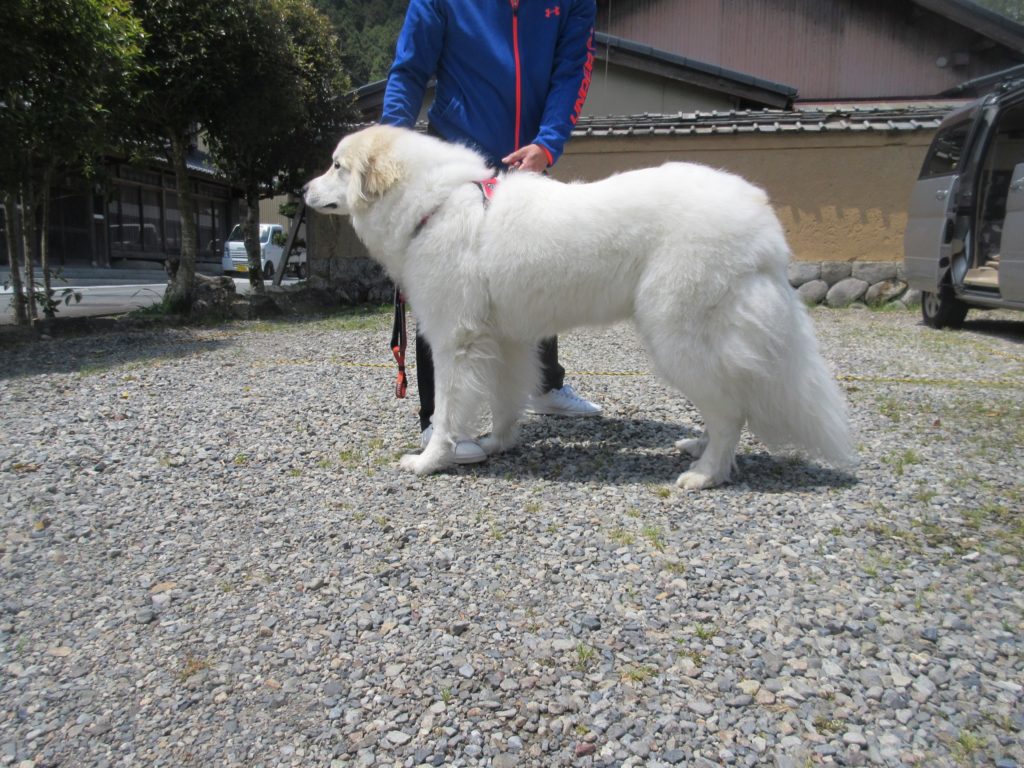 長野県からグラフ君のお里帰りがありました グレートピレニーズの子犬販売ブリーダー スリーシスターズ