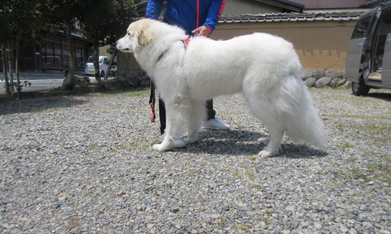 長野県からグラフ君のお里帰りがありました グレートピレニーズの子犬販売ブリーダー スリーシスターズ