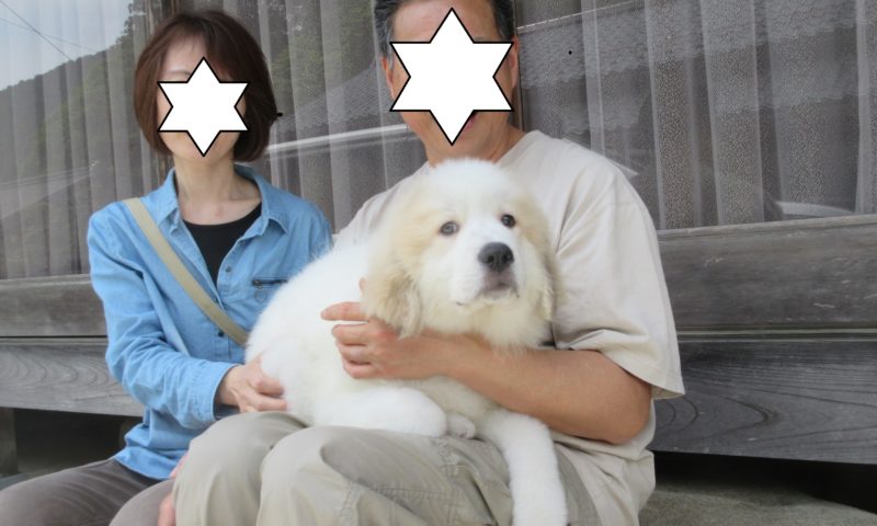 マハロちゃん 広島県に巣立って行きました グレートピレニーズの子犬販売ブリーダー スリーシスターズ