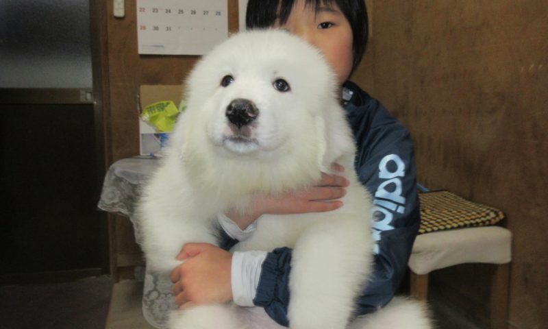 アムール君 岐阜県へ巣立って行きました グレートピレニーズの子犬販売ブリーダー スリーシスターズ