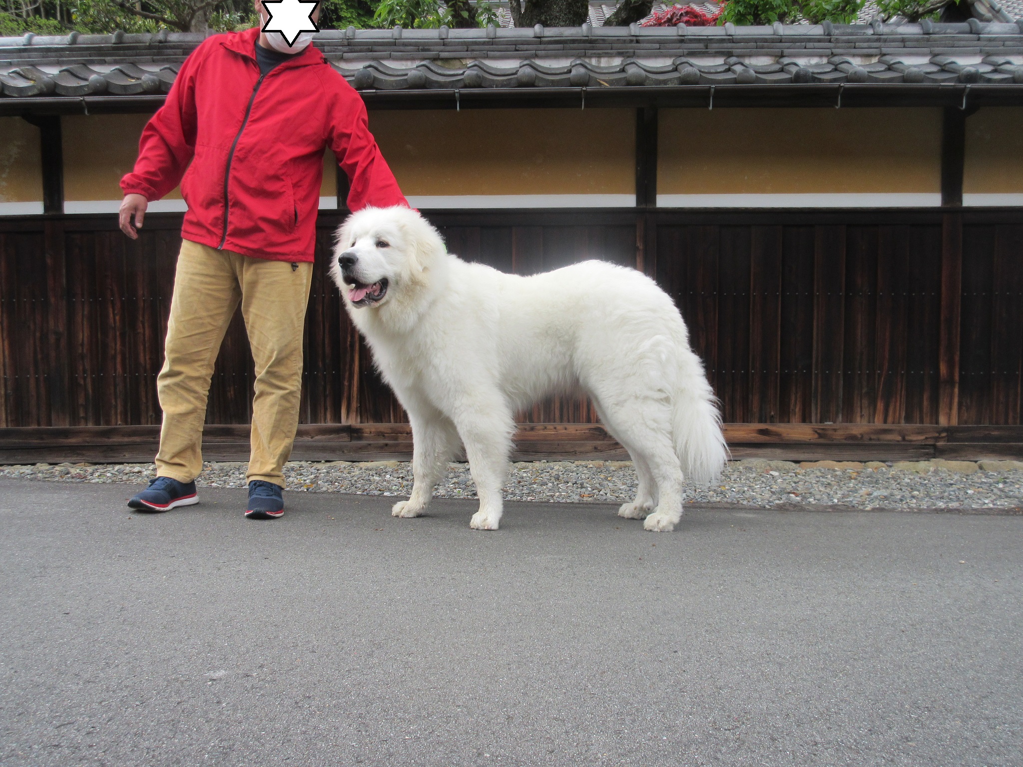 県内より むぶ君のお里帰りがありました グレートピレニーズの子犬販売ブリーダー スリーシスターズ