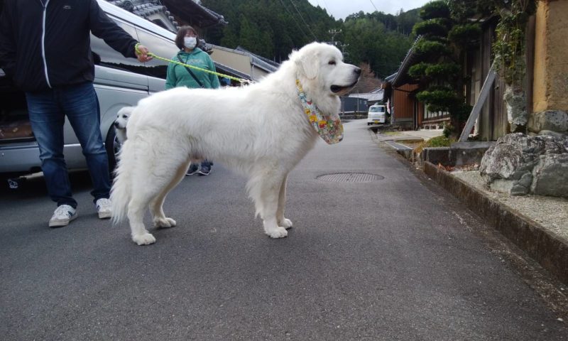 県内よりムブ君のお里帰りがありました グレートピレニーズの子犬販売ブリーダー スリーシスターズ